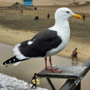 Bird