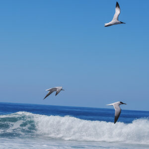 In Flight